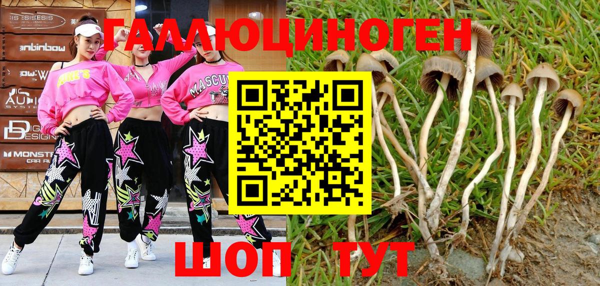 Галлюциногенные грибы Psilocybe Североуральск